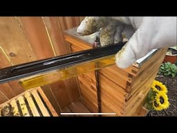 Adding Beetle Busters To Our Hives ~ how to start beekeeping ￼