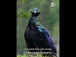 Male Himalayan monal's plumage has a rainbow-like sheen | China Documentary