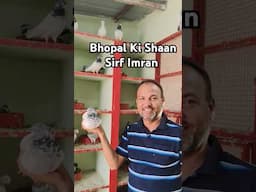 Bhopal Pigeons, Imran Bhai #pigeon #bhopalpigeons #kabutar #status #shorts