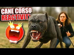 Cane Corso Reactivity Control