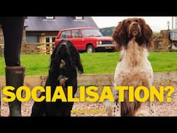 DO THIS To PROPERLY Socialise Your Dog!
