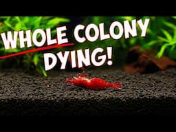 Why Are My Bloody Mary Shrimp Dying Every Day? 🤔