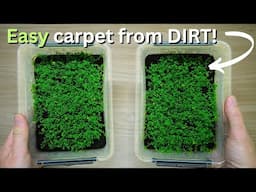 How I Propagated Beautiful Plants Using Common Dirt? Easy Carpet propagation tutorial!