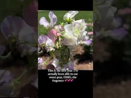 Sweet Peas!