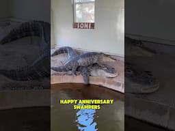 Alligator Couple Celebrates 1 Year Anniversary! 🐊❤️🐊#shorts #alligator