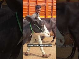 മുപ്പതിനായിരം രൂപ മുതൽ പശുക്കളെ വാങ്ങാം |Dairy Farming Malayalam|#dairy #dairyfarming