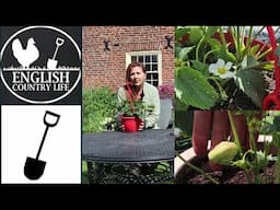 Beginners Guide to Growing Food: Easy Strawberries