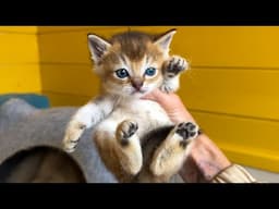 САМАЯ БЕРЕЖЛИВАЯ РЫСЬ / Барханная гибридная кошка встала не с той лапы