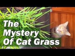 Should My Cat Be Eating Cat Grass?