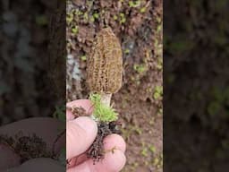 Morels growing on trees! #morels #fungi #mycology