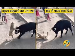 कुत्ता औकात देखें बिना सांड से भिड़ गया फिर सांड ने पापड़ बना दिया 🤣🤣ll Messed with wrong enemy