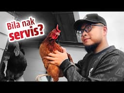 Servis rumah/reban ayam 6 bulan sekali, macam mana tu? | Review setahun bela ayam