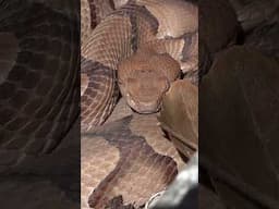 Snake Eggs; Copperheads, and Rattlesnakes!