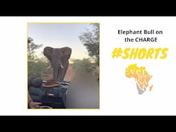 Elephant Bull CHARGE #Shorts