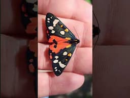 Scarlet Tiger Moth / Callimorpha dominula