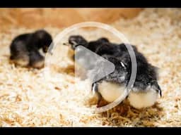 The Pros and Cons of Poultry Bedding Audio Article and Discussion