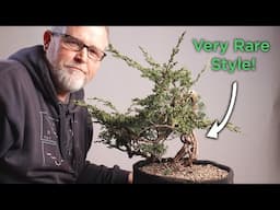 Bonsaify | Exposed Root Shimpaku Kishu Juniper UPDATE!