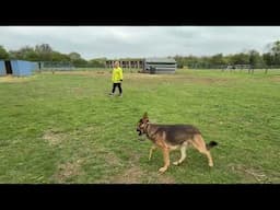 German shepherd Chi Ecollar Foundation training with farm distractions