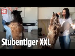 Zeus der Riesenkater ist so groß wie ein Kleinkind