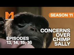 Concerns Over Chimp Sally in Monkey Life | S11 E13, 14, 15 & 16 | Full Episodes