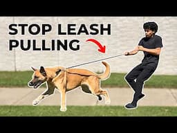 How to ACTUALLY Fix Your Dogs Leash Pulling