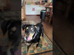 Trying not to ruin Pat’s dog while he’s in Texas working with the Valor veterans. So far so good!