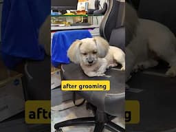 after grooming lasha dog #shorts #pets #dog #amitalbinopets #grooming