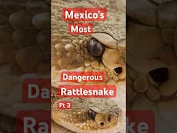The Rattlesnake That RULES Mexico’s West Coast! Pt 3 #venomouscreatures #venomresearch