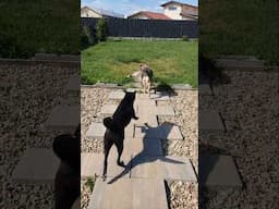 Dogs routine at the shelter #howlofadog #rescuedog #shelterdogs
