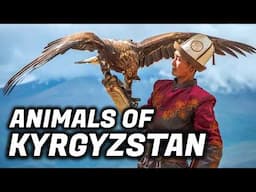 What Is The National Animal Of Kyrgyzstan?