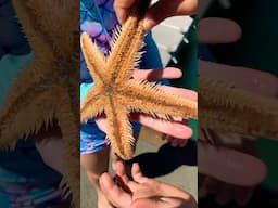 Sea Life for Kids🪸 Starfish, Sea Urchins, Snapper, Stingray ❤️