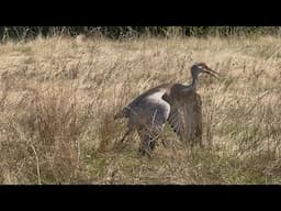 Sandhill Crane breeding pair behaviour with babies