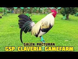 RAY HOSKINS GREY - GSP CLAVERIA GAMEFARM