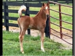 Sunday Morning Horsy Live - What ever Horse Topics Come Up
