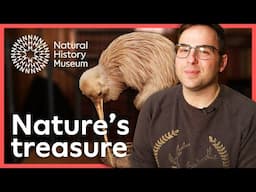 Sharing the love for New Zealand’s national bird | A closer look at the kiwi