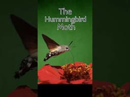 The Hummingbird Moth