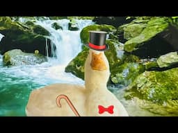 Duck (live)