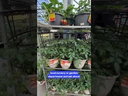 How To Plant a Veggie Garden
