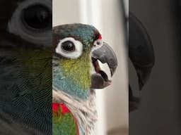 Crimson Bellied Conure Making Weird Noises #talkingparot #parrots #conure #crimsonbelliedconure