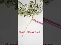 Root | Root structure | Root diagram | Dicot plant root | dicot root  | Tap root