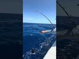 Shark taxing our tunas in the Bahamas’s 💀👀 #bahamas #yellowfintuna