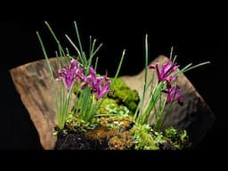 Flowers plants studio photography