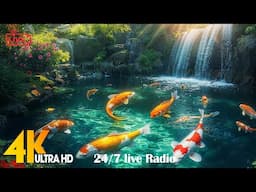 Aquarium 4K VIDEO LIVE 24/7 🐠 Fish in The Stream Beautiful Relaxation - Relaxing Sleep Music