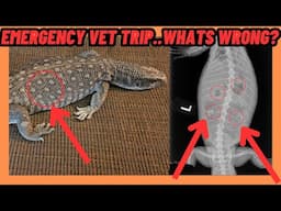 EMERGENCY! VET Trip What Is Wrong With My Fame Monitor Lizard?