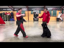 Giant Schnauzer 2 Yr Limitless "Leif" Protection AND Obedience Home Raised Personal Protection Dog