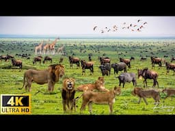 4K African Wildlife: Lower Zambezi National Park - Scenic Wildlife Film With Real Sounds