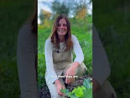 Gardening for beginners, tips and tricks. What not to do.