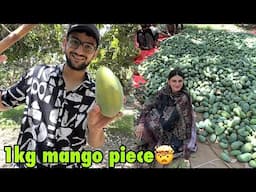 Peheli dafa itna bara mango dekha😍 | huge mango farms😳