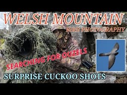 WELSH MOUNTAIN ADVENTURE - SEARCHING FOR RING OUZEL - CUCKOO HAVE ARRIVED!!