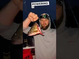 Using your favorite gamefish as bait… #fishing #bigfish #riverfishing